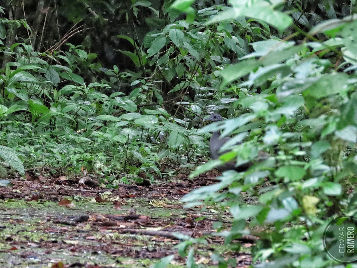 Gray Tinamou - ML636134113