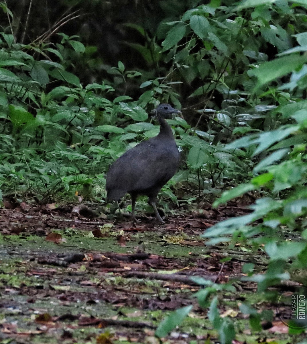 Gray Tinamou - ML636134114