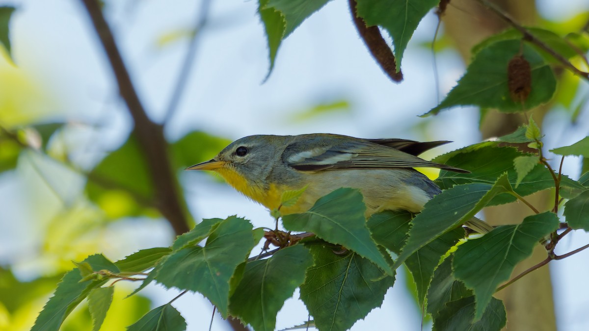 Northern Parula - ML636134139