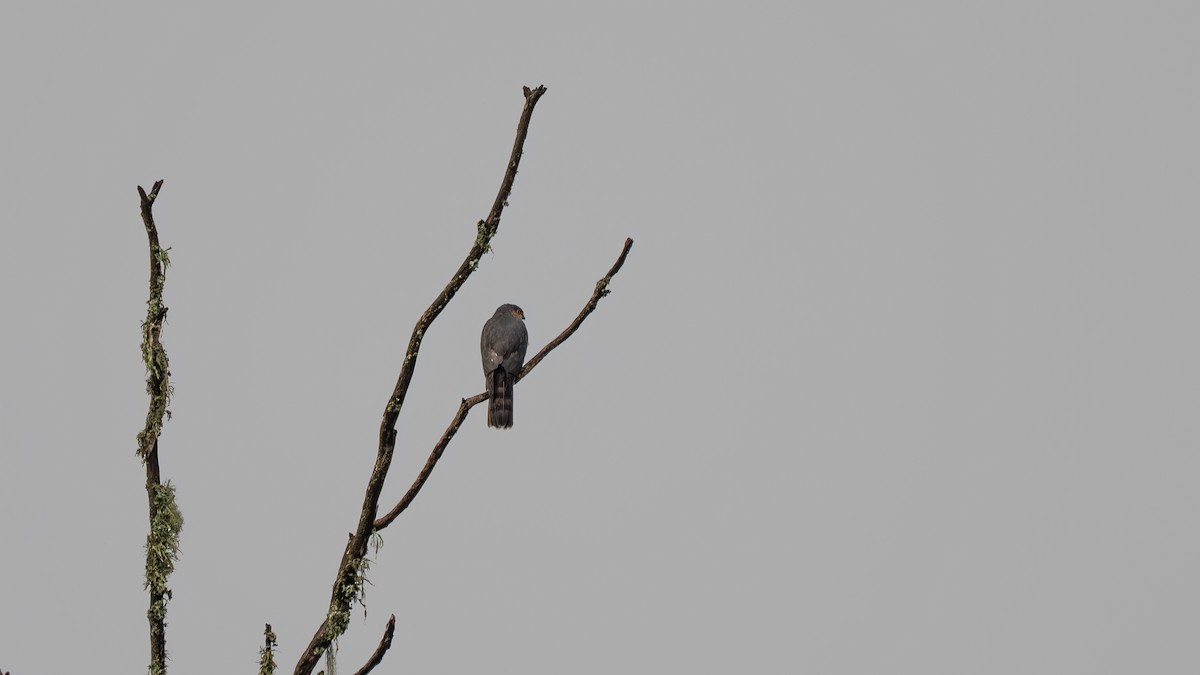 Rufous-breasted Sparrowhawk - ML636134144