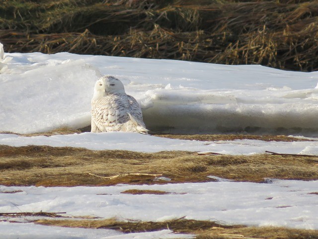 Snowy Owl - ML636134145
