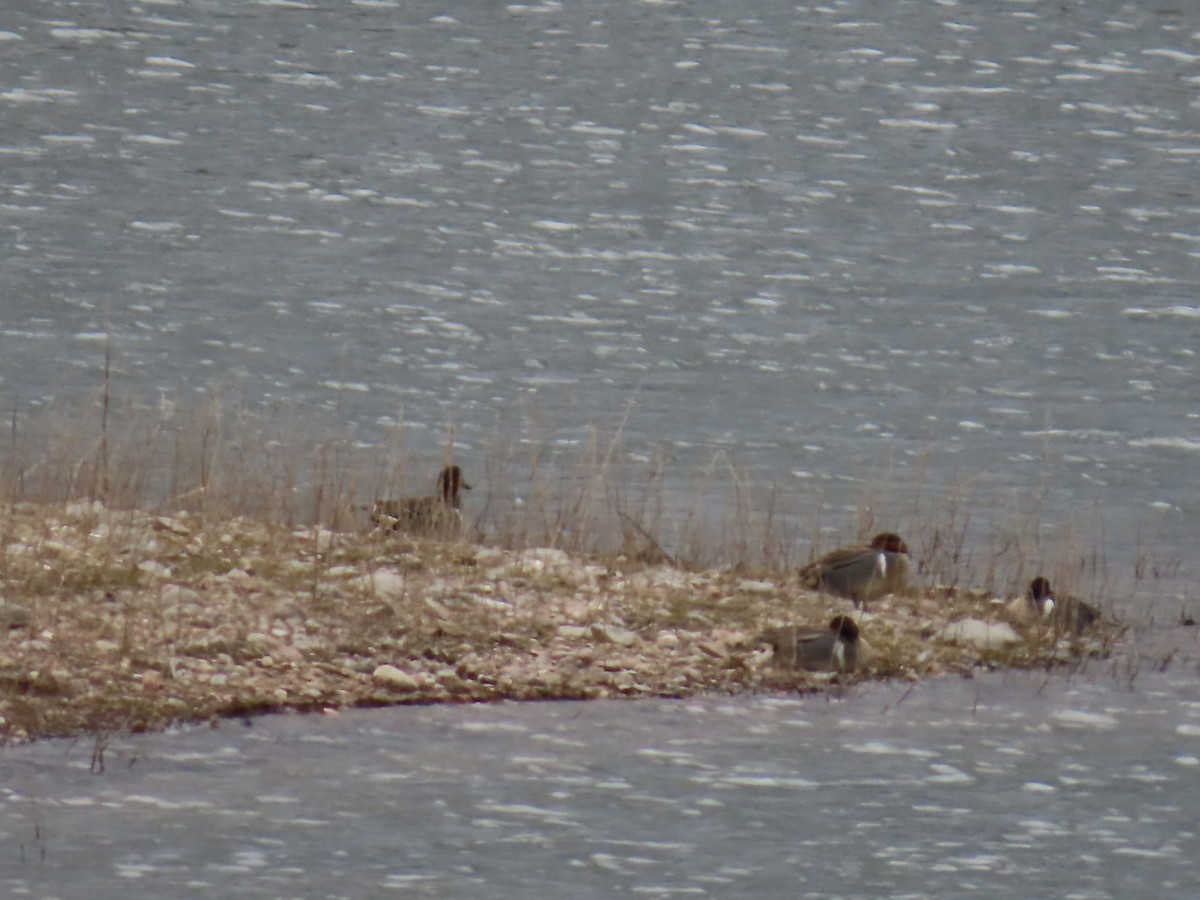 Green-winged Teal - ML636134171