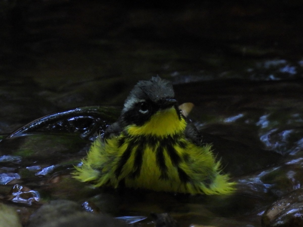Magnolia Warbler - ML636134291