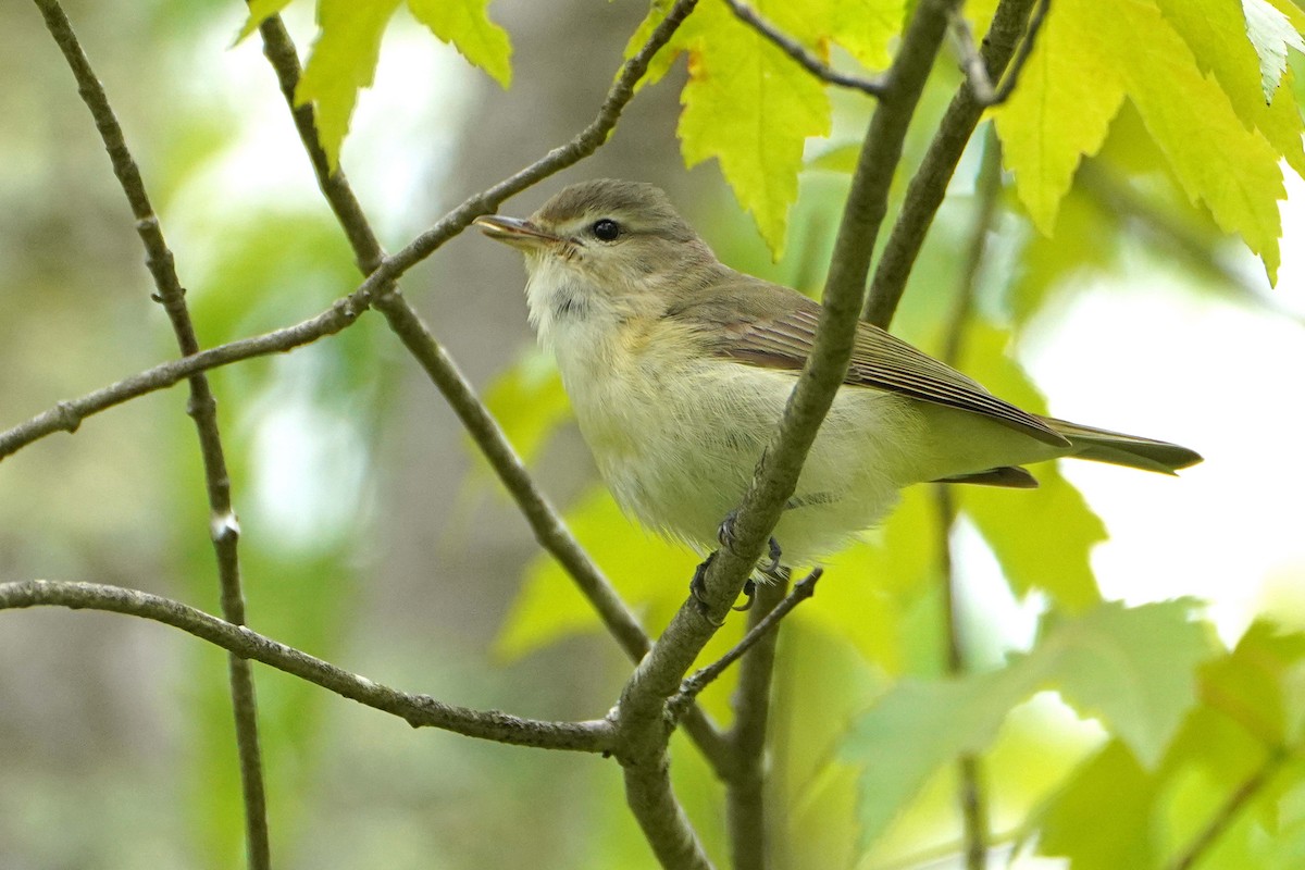 Warbling Vireo - ML636134316