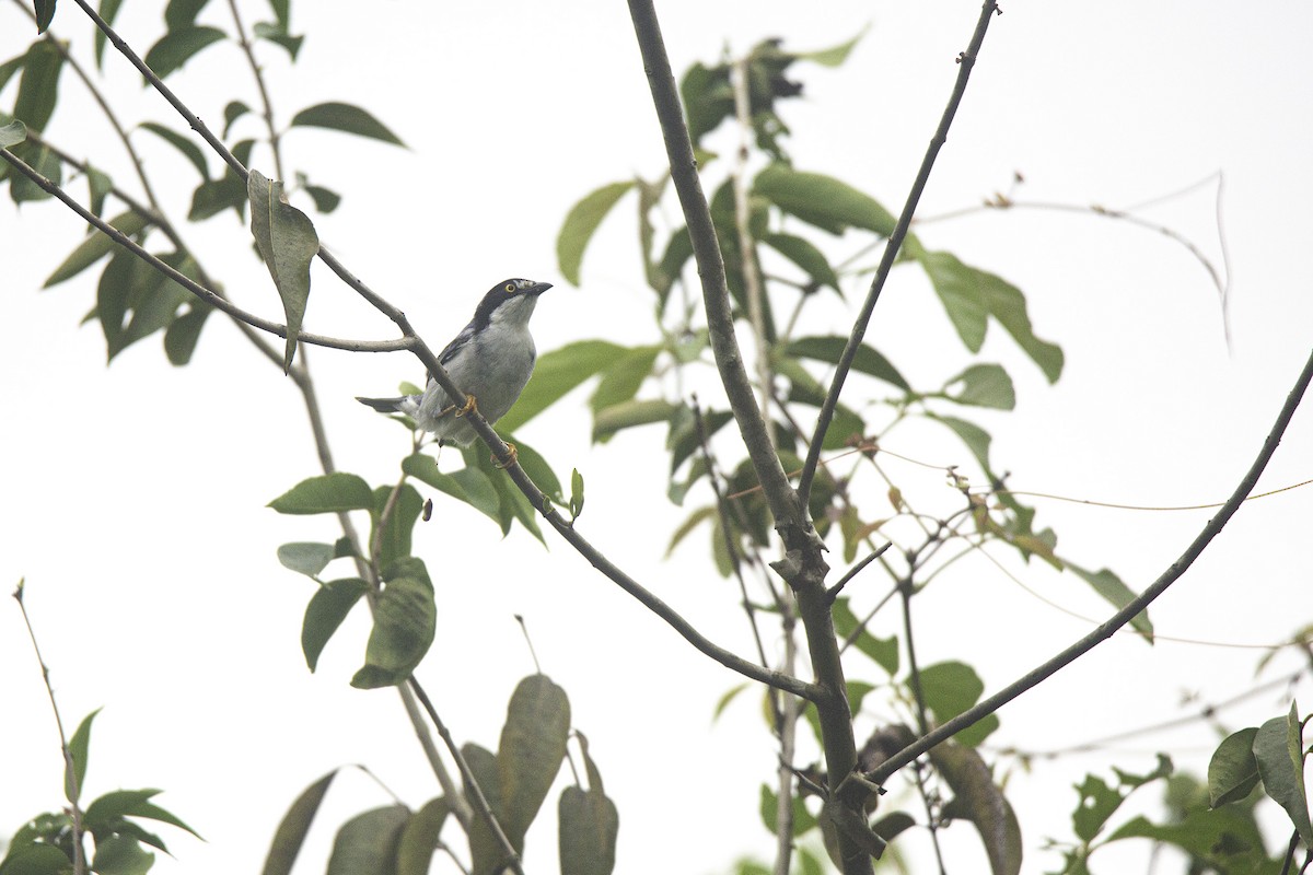 Hooded Tanager - ML636134463