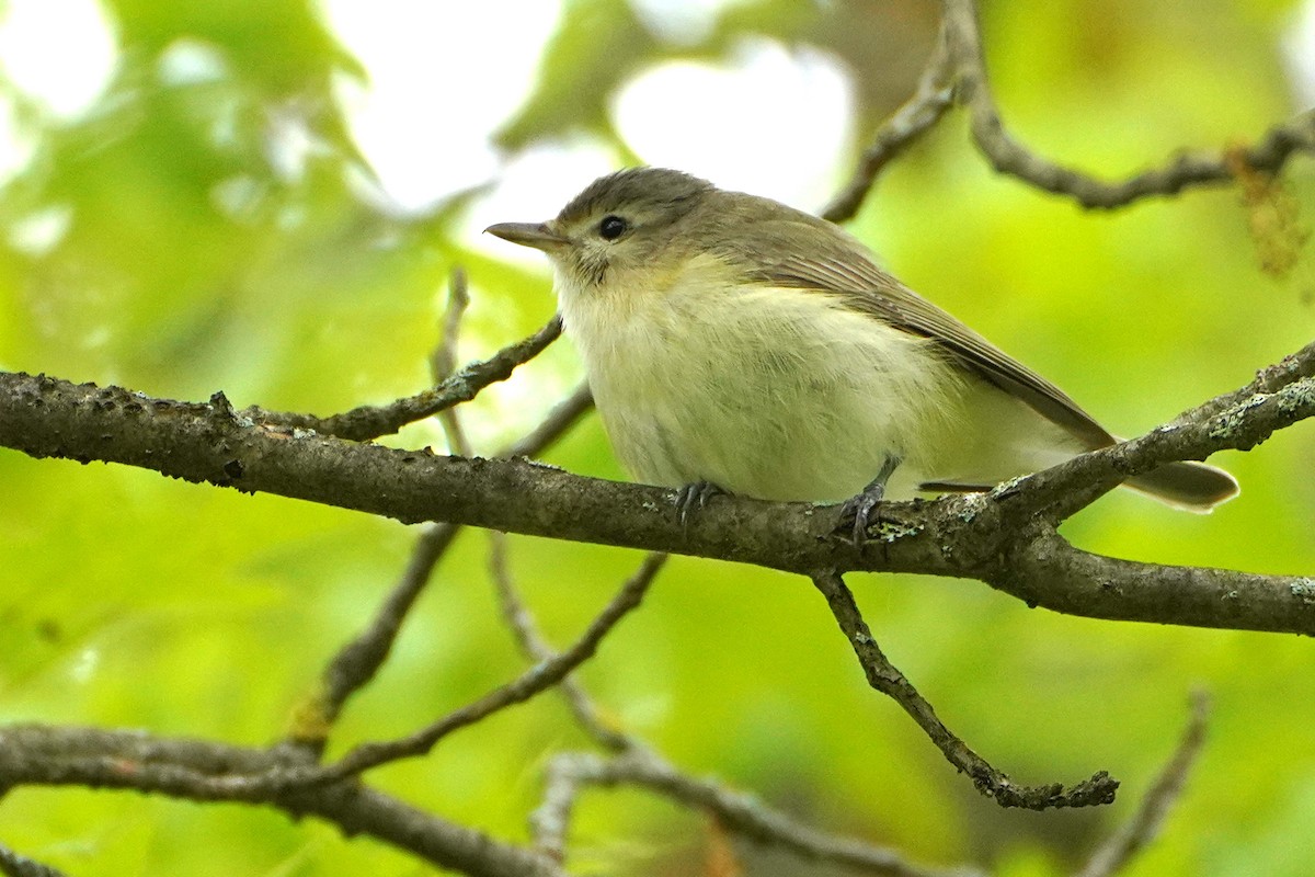 Warbling Vireo - ML636134489