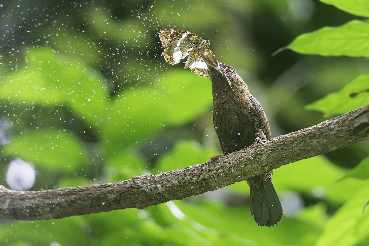 Purus Jacamar - ML636134508