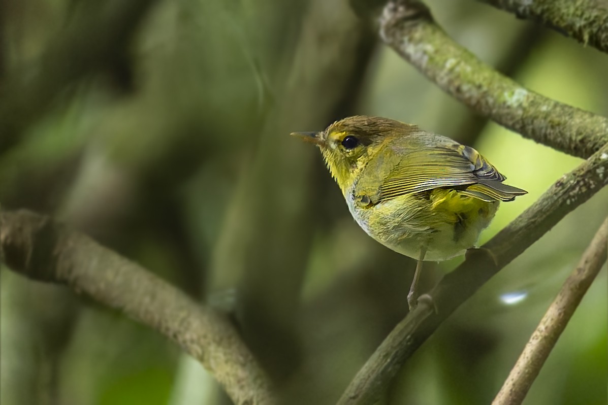 Yellow-throated Woodland-Warbler - ML636134524