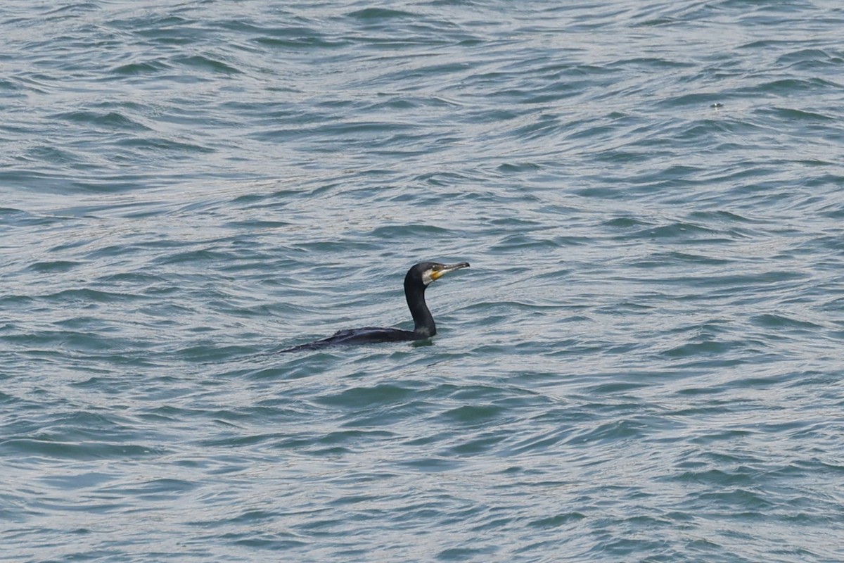 European Shag - ML636134628