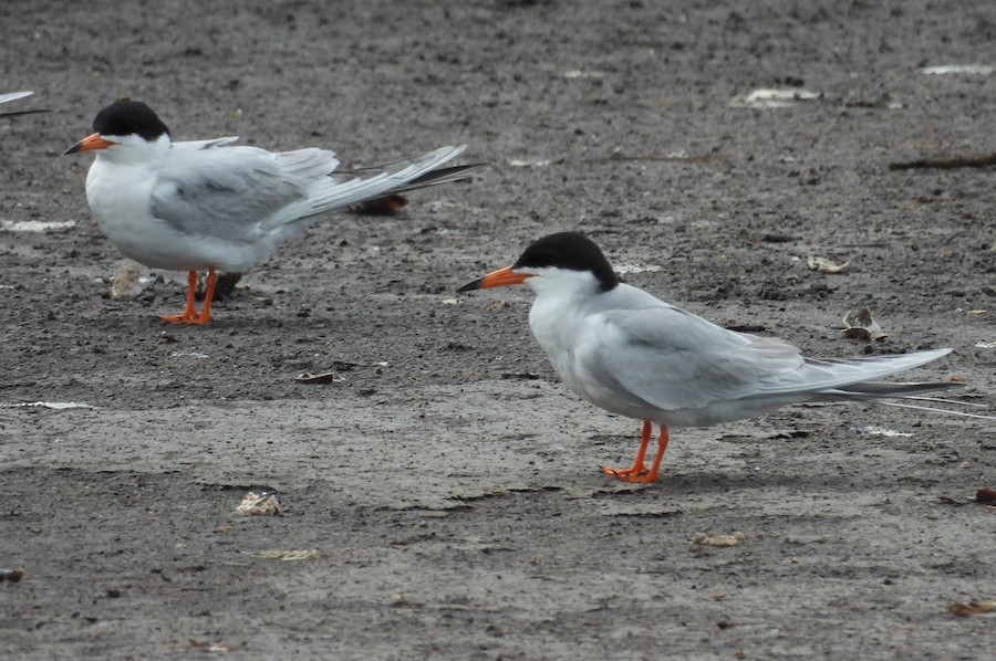 Forster's Tern - Victoria Tricarico