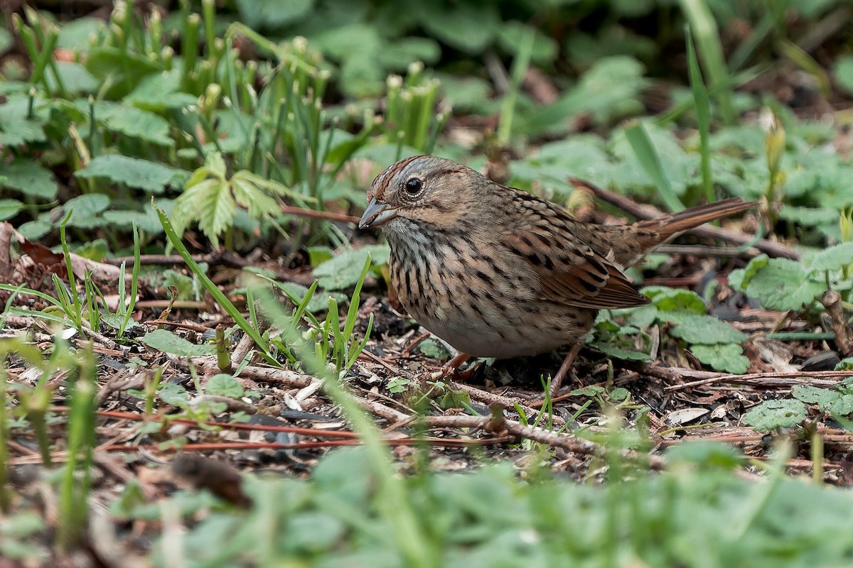 Lincoln's Sparrow - ML636134687