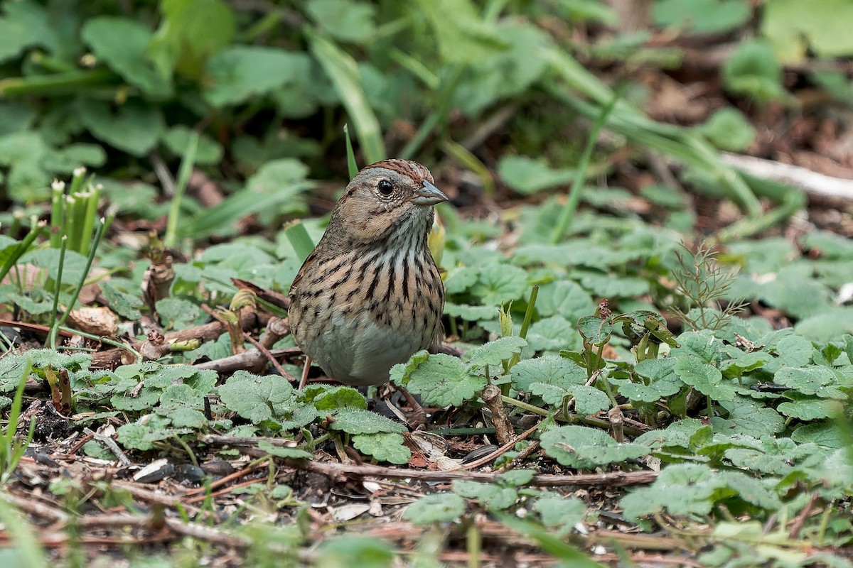 Lincoln's Sparrow - ML636134690
