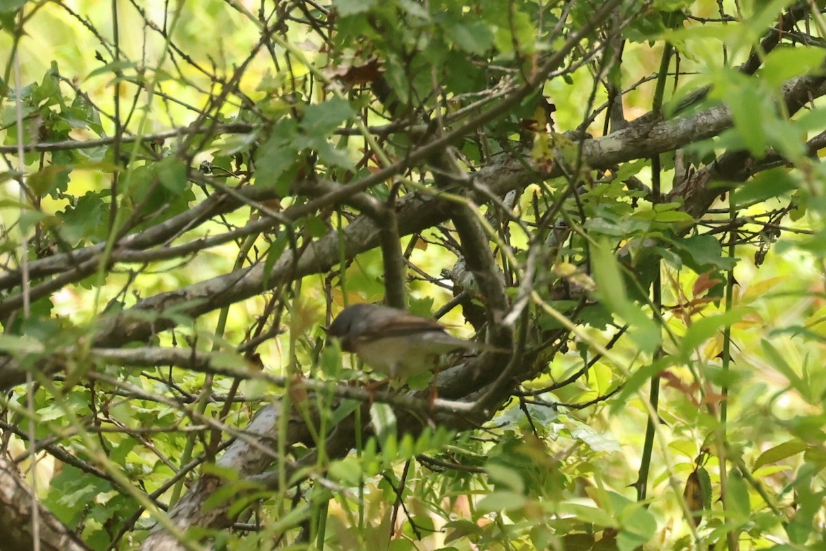 Eastern Subalpine Warbler - ML636134707