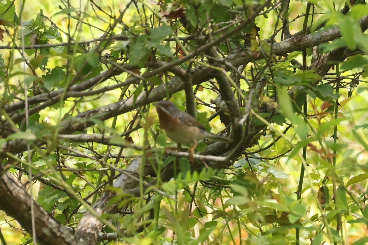 Eastern Subalpine Warbler - ML636134708