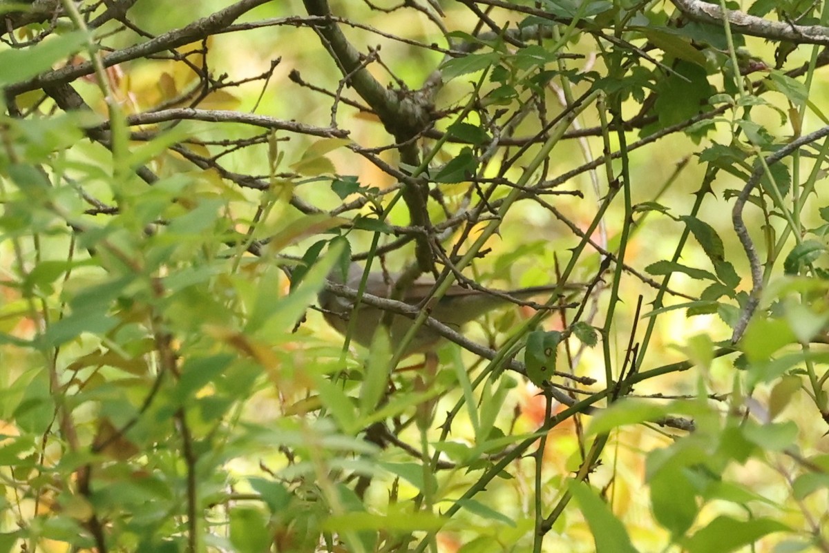 Eastern Subalpine Warbler - ML636134709