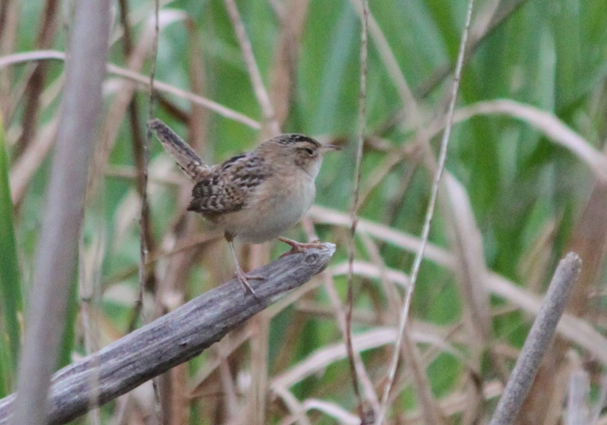 Sedge Wren - ML636134748