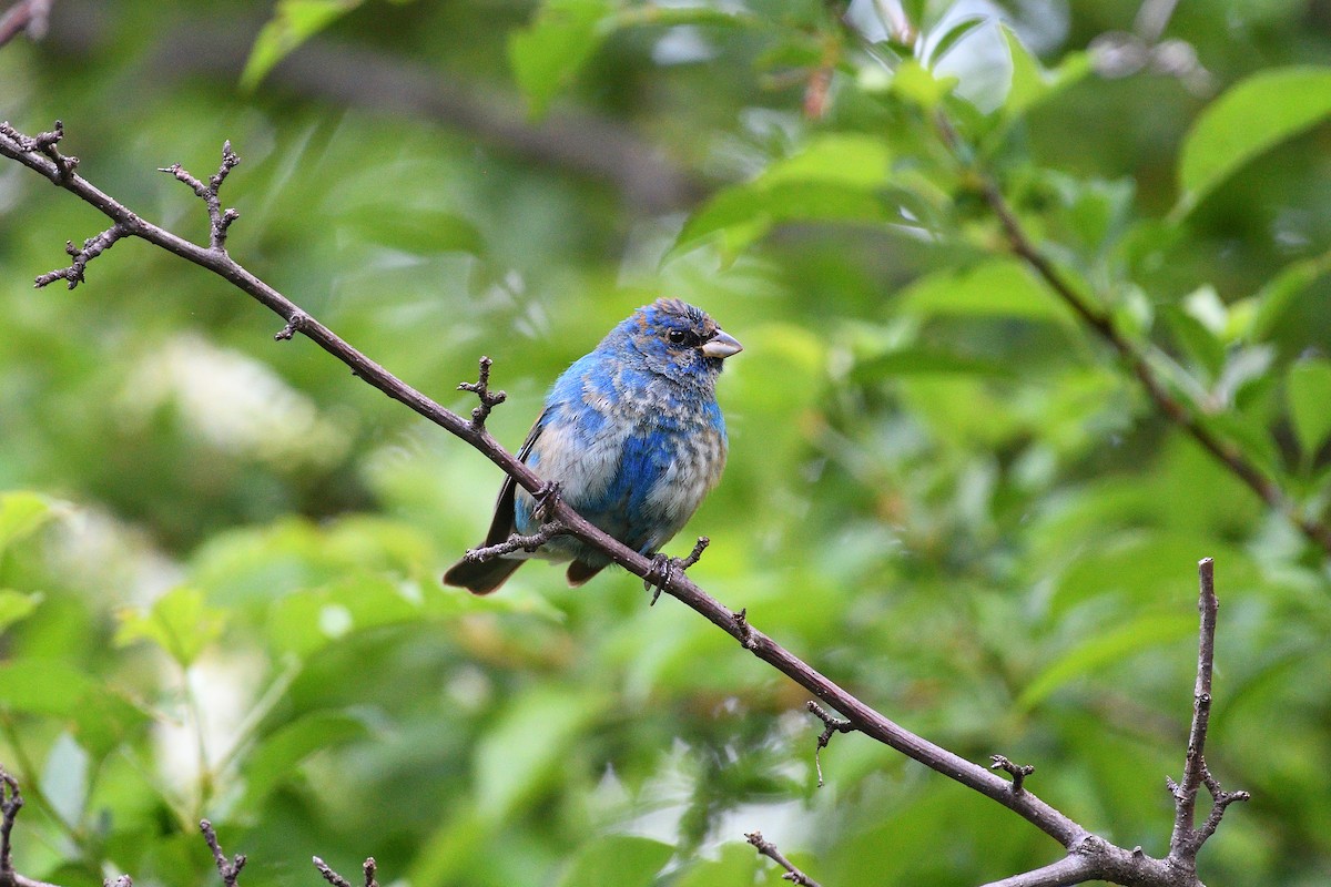 Indigo Bunting - ML636134768