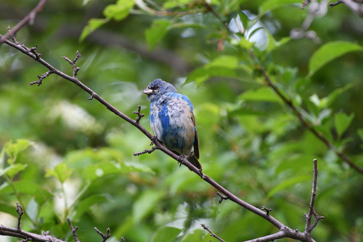 Indigo Bunting - ML636134769