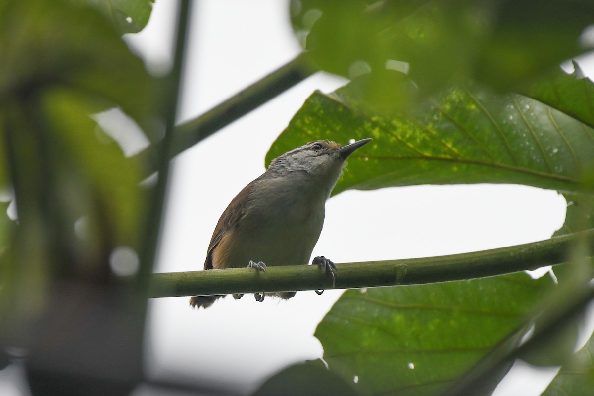 Isthmian Wren - ML636134797