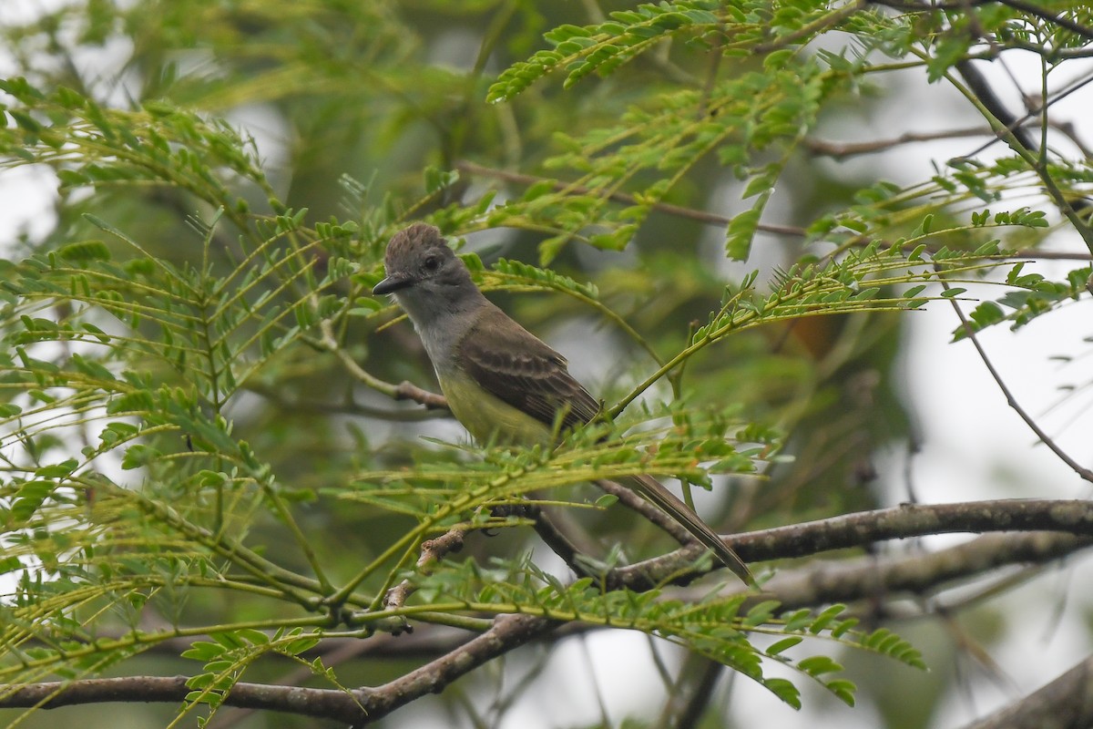 Panama Flycatcher - ML636134813