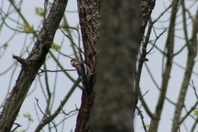 Yellow-bellied Sapsucker - ML636134909