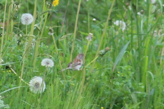 Field Sparrow - ML636134920