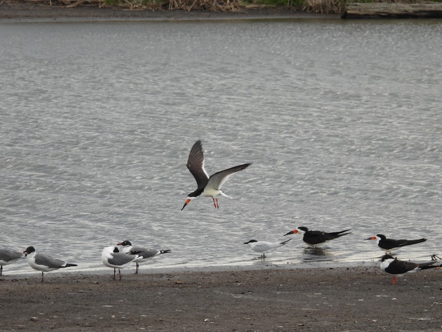 Black Skimmer - Victoria Tricarico