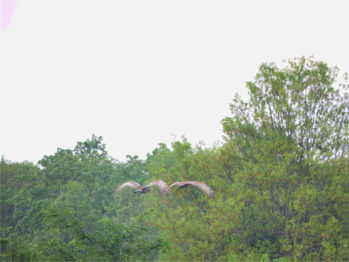 Sandhill Crane - ML636135104