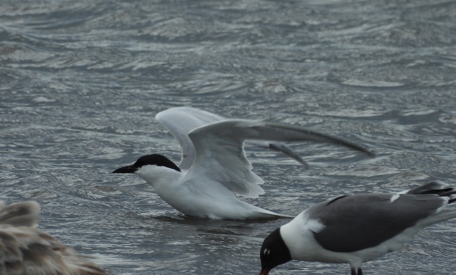Gull-billed Tern - Victoria Tricarico
