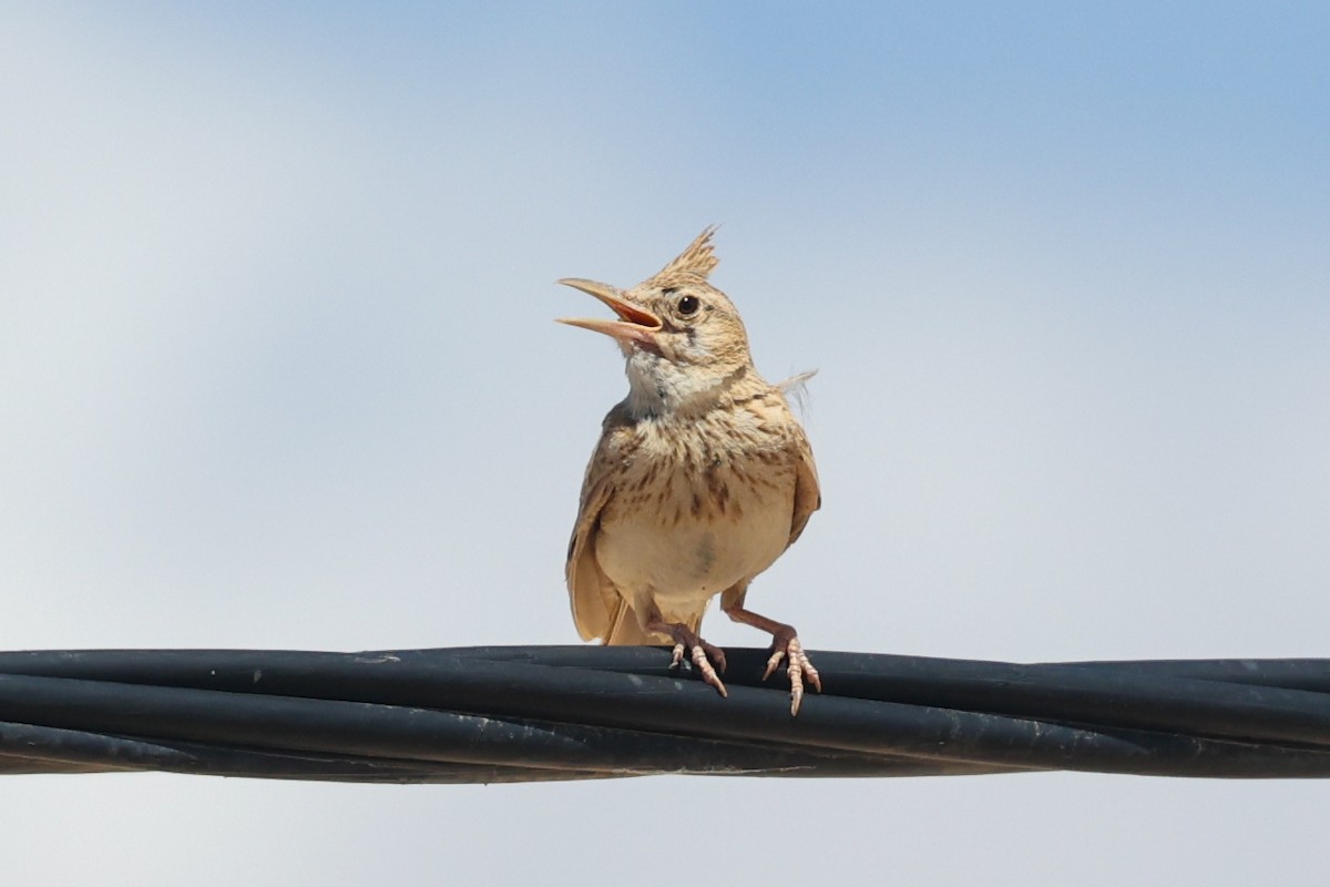 Crested Lark (Maghreb) - ML636135240