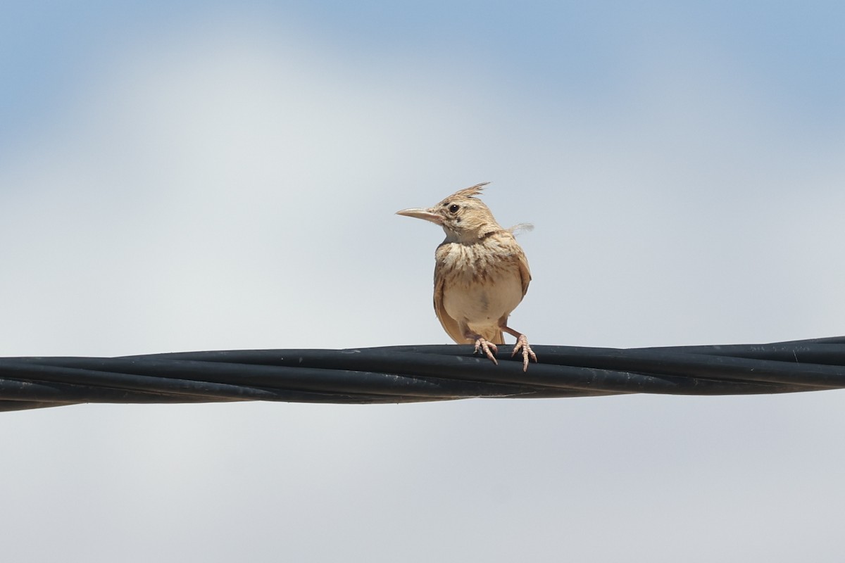 Crested Lark (Maghreb) - ML636135241