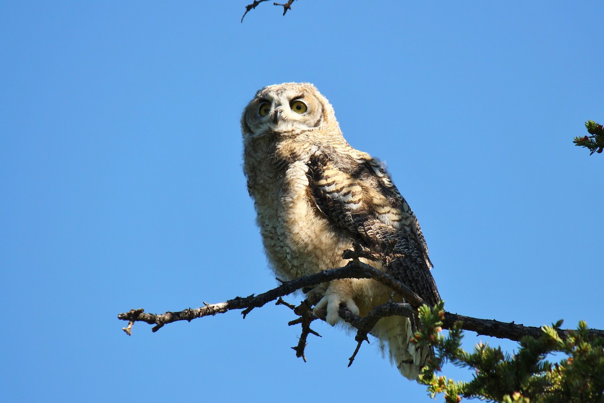 Great Horned Owl - ML63613531
