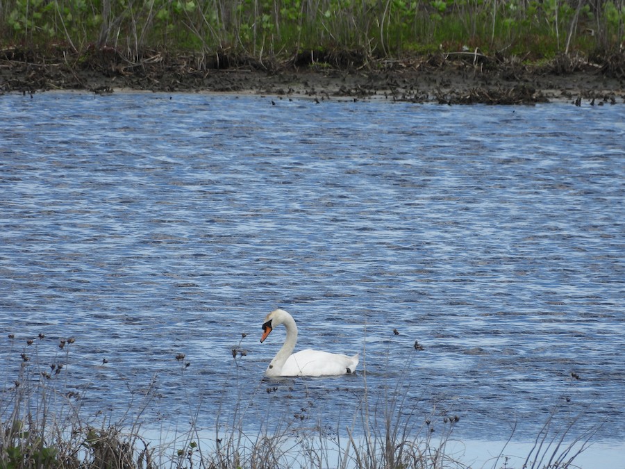 Mute Swan - Victoria Tricarico