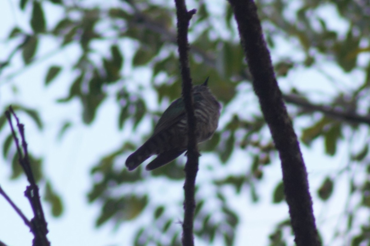Shining Bronze-Cuckoo - ML636135468
