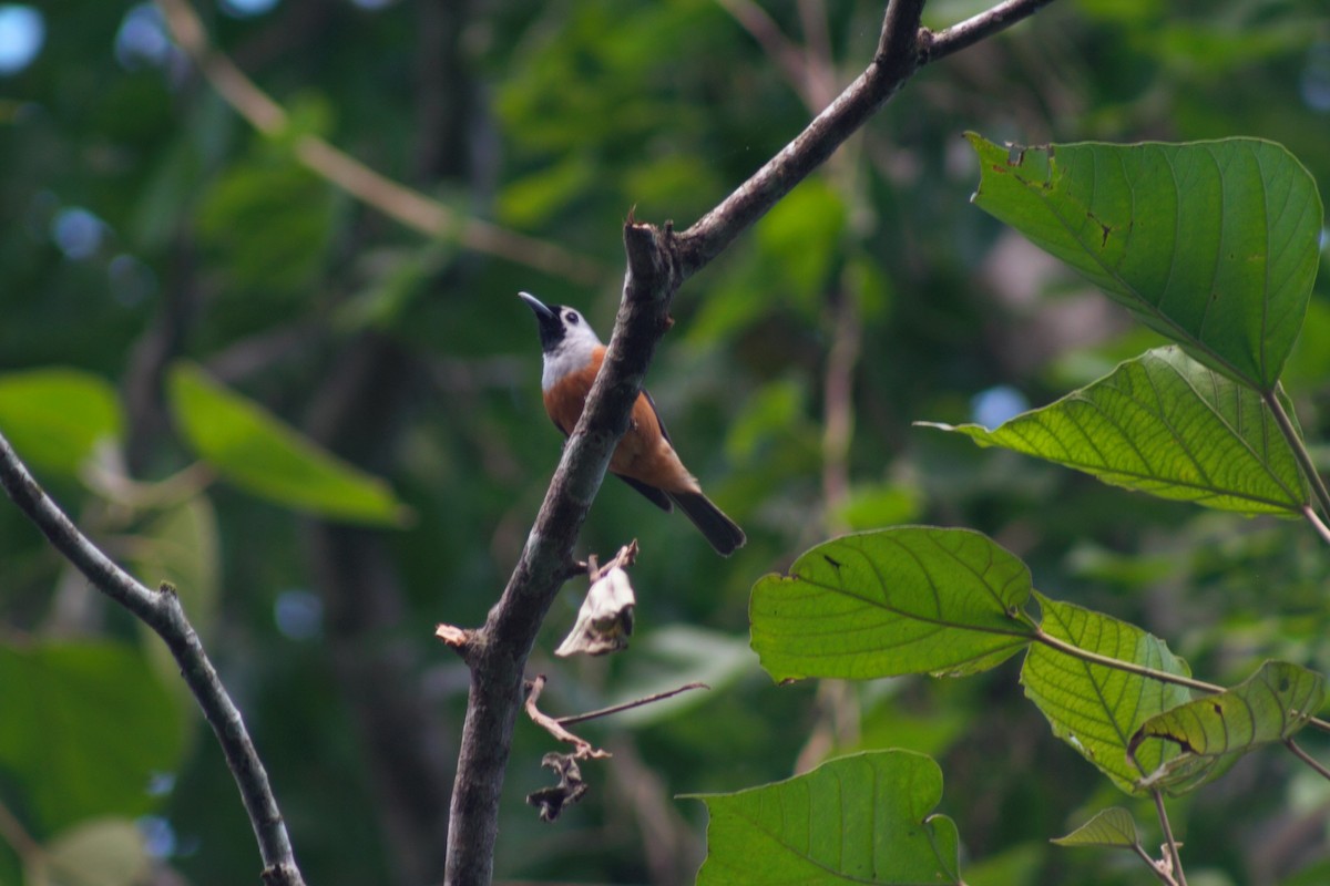 Black-faced Monarch - ML636135497