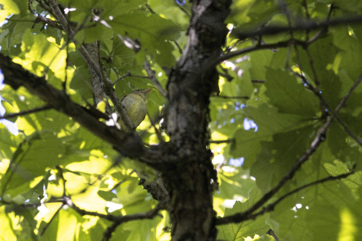 Yellow-bellied Flycatcher - ML636135555