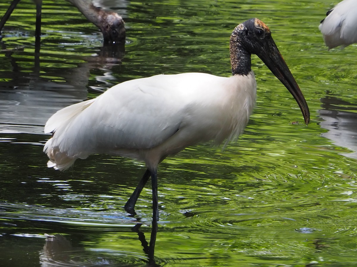 Wood Stork - ML636135630