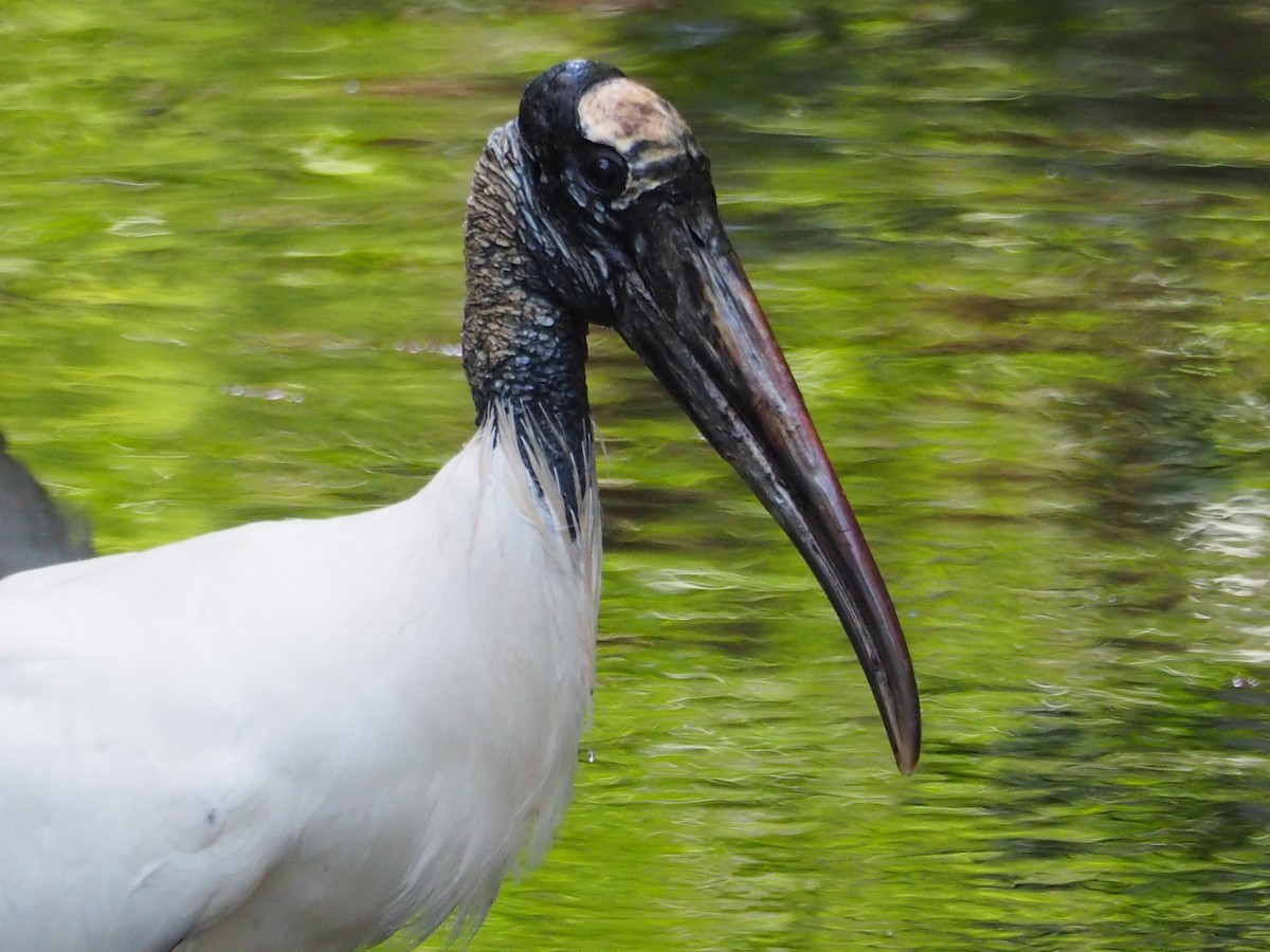 Wood Stork - ML636135632