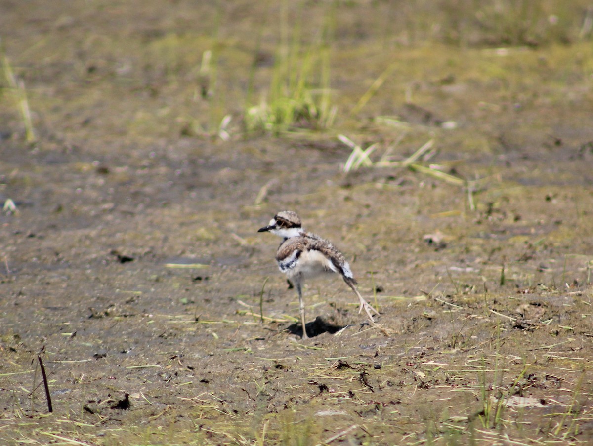 Killdeer - ML636135746