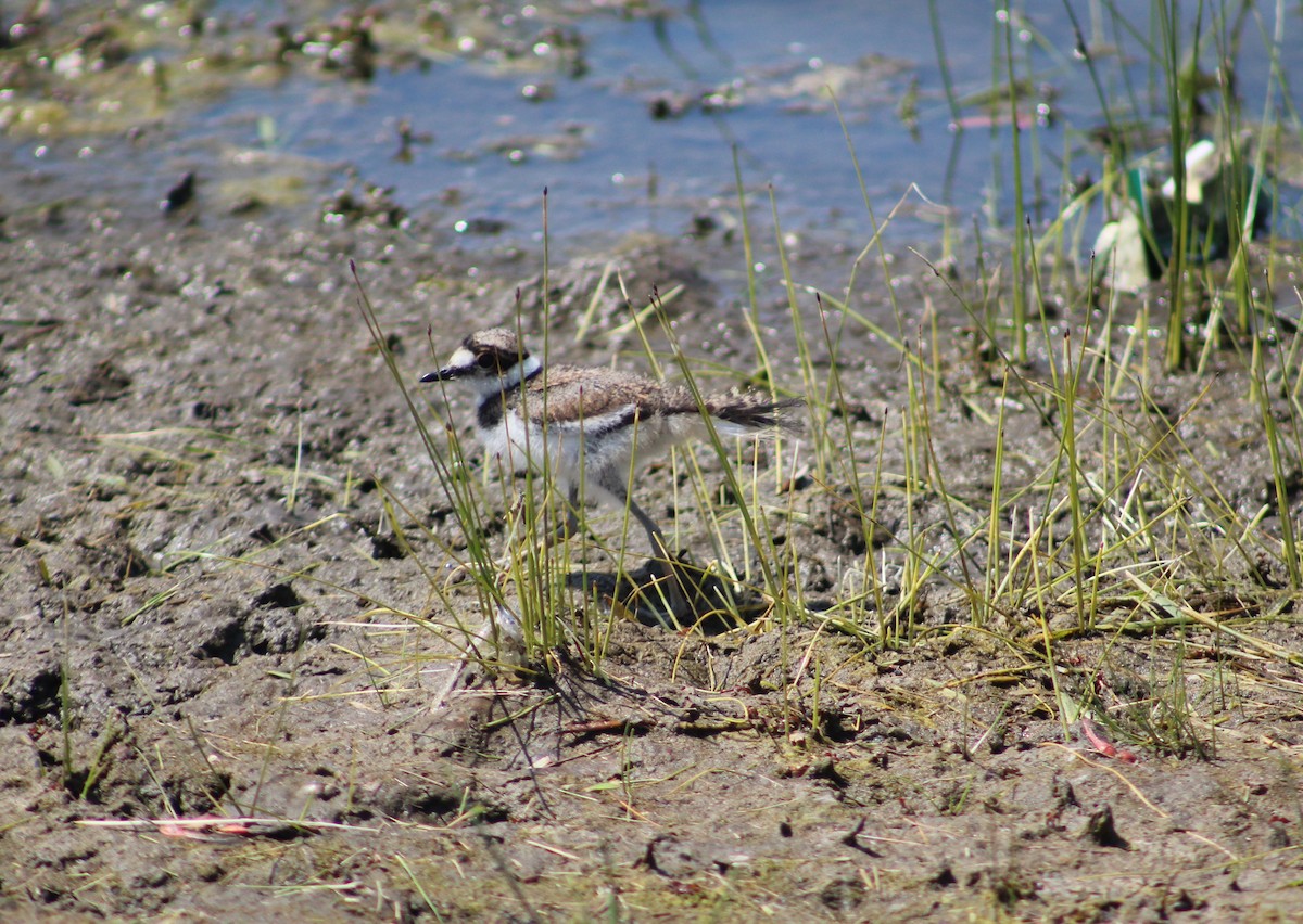 Killdeer - ML636135748