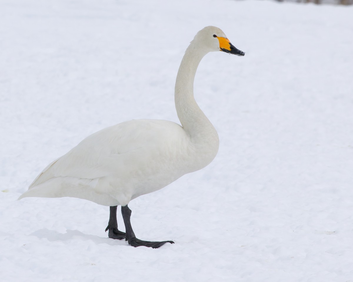 Whooper Swan - ML636135803