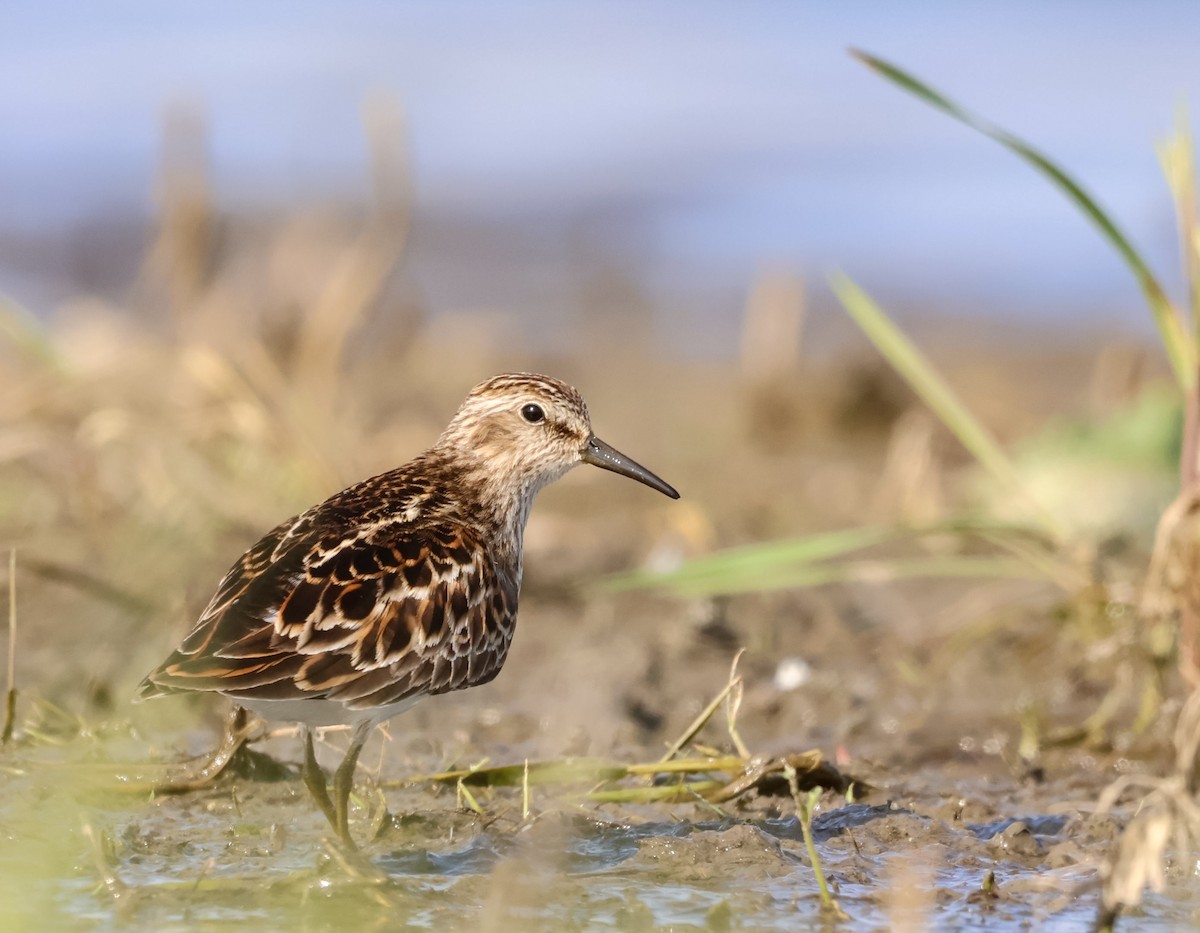 jespák drobný - ML636135825