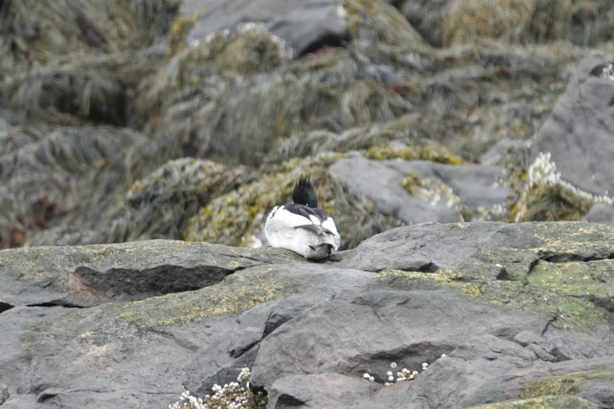 Red-breasted Merganser - ML636135826