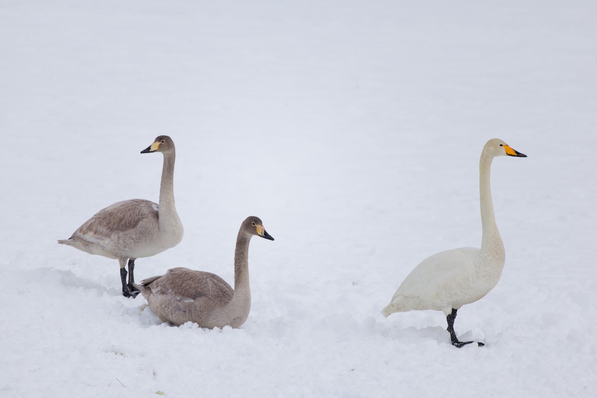 Whooper Swan - ML636135929