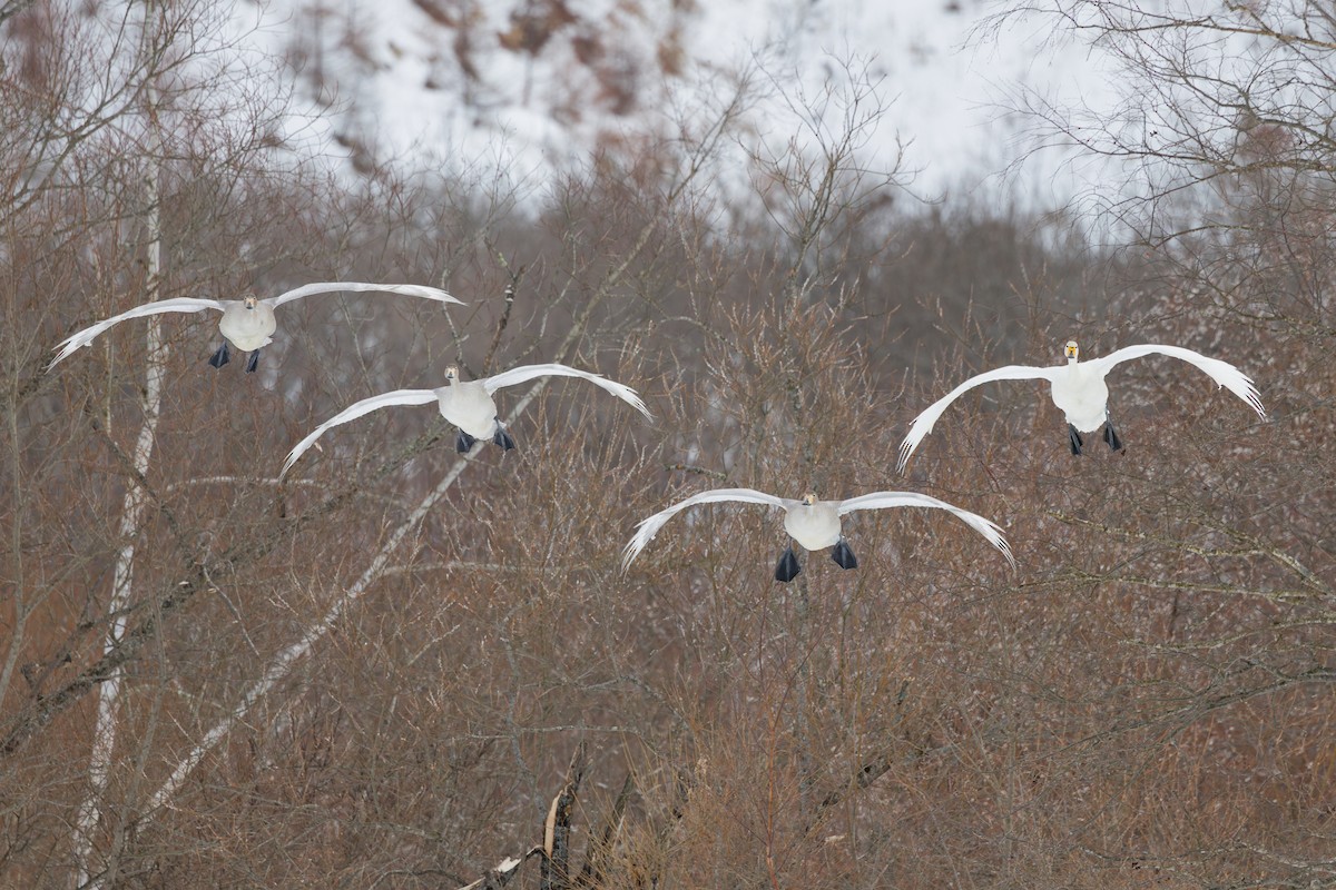 Whooper Swan - ML636135940
