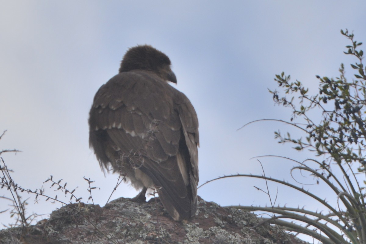 Mountain Caracara - ML636136008