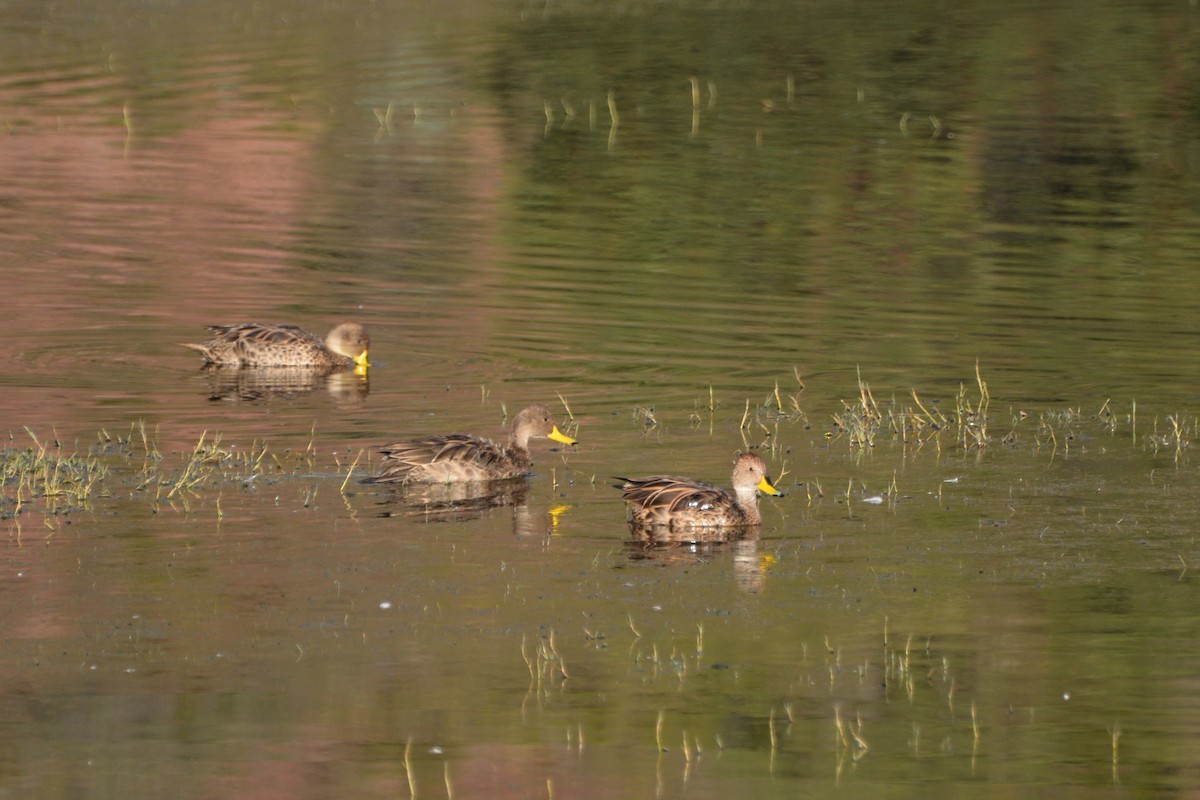 Yellow-billed Pintail - ML636136032