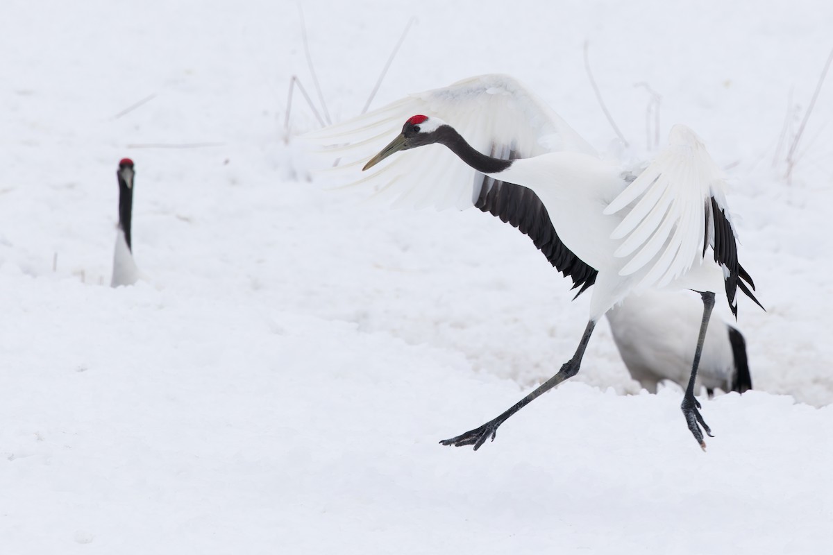 Red-crowned Crane - ML636136074