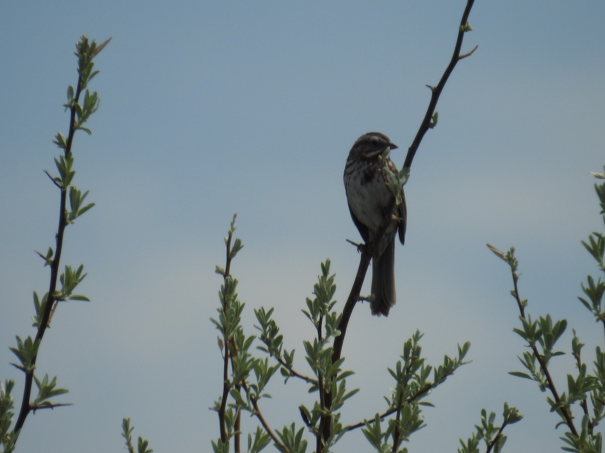Song Sparrow - ML636136088