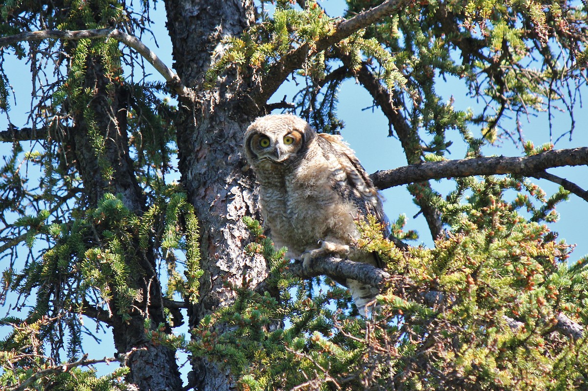 Great Horned Owl - ML63613611